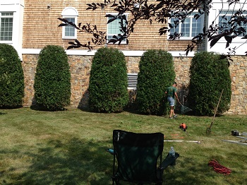 American Arborvitae After Tree Pruning Solution Services